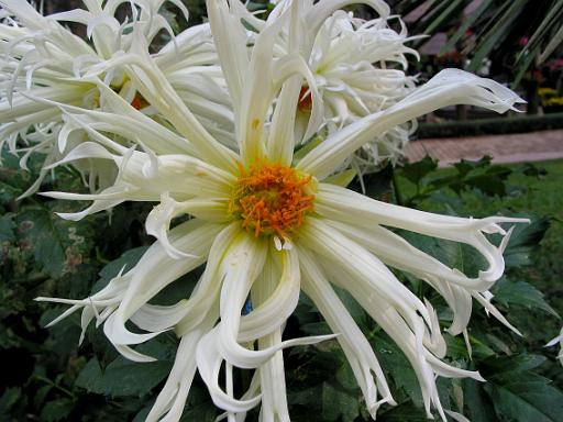 0454 Doi Tung - woning moeder Bhumipol.jpg